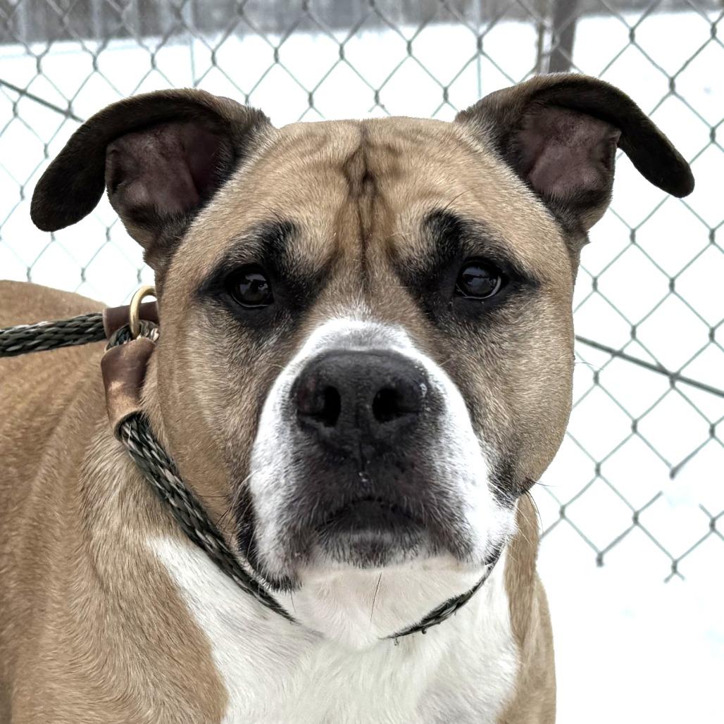 Willow, a Adoptable Boxer in Nashville, IN image 5/6
