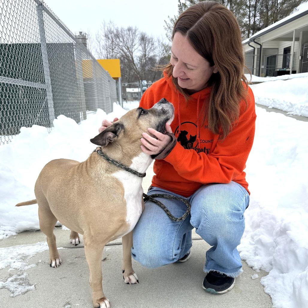 Willow, a Adoptable Boxer in Nashville, IN image 6/6