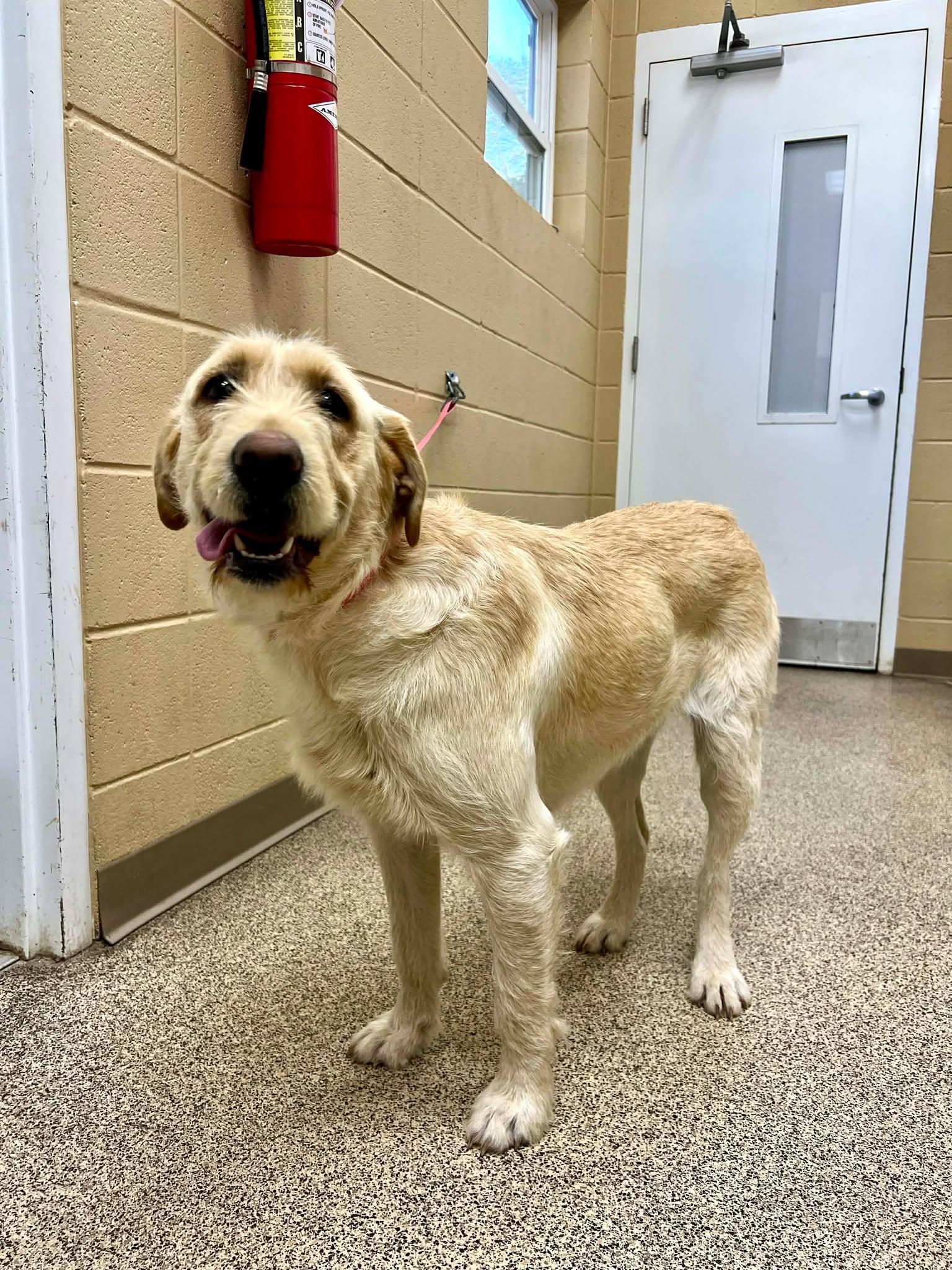 Enlarge Blondie, an adopted Labradoodle in Fort Payne, AL image 1/1
