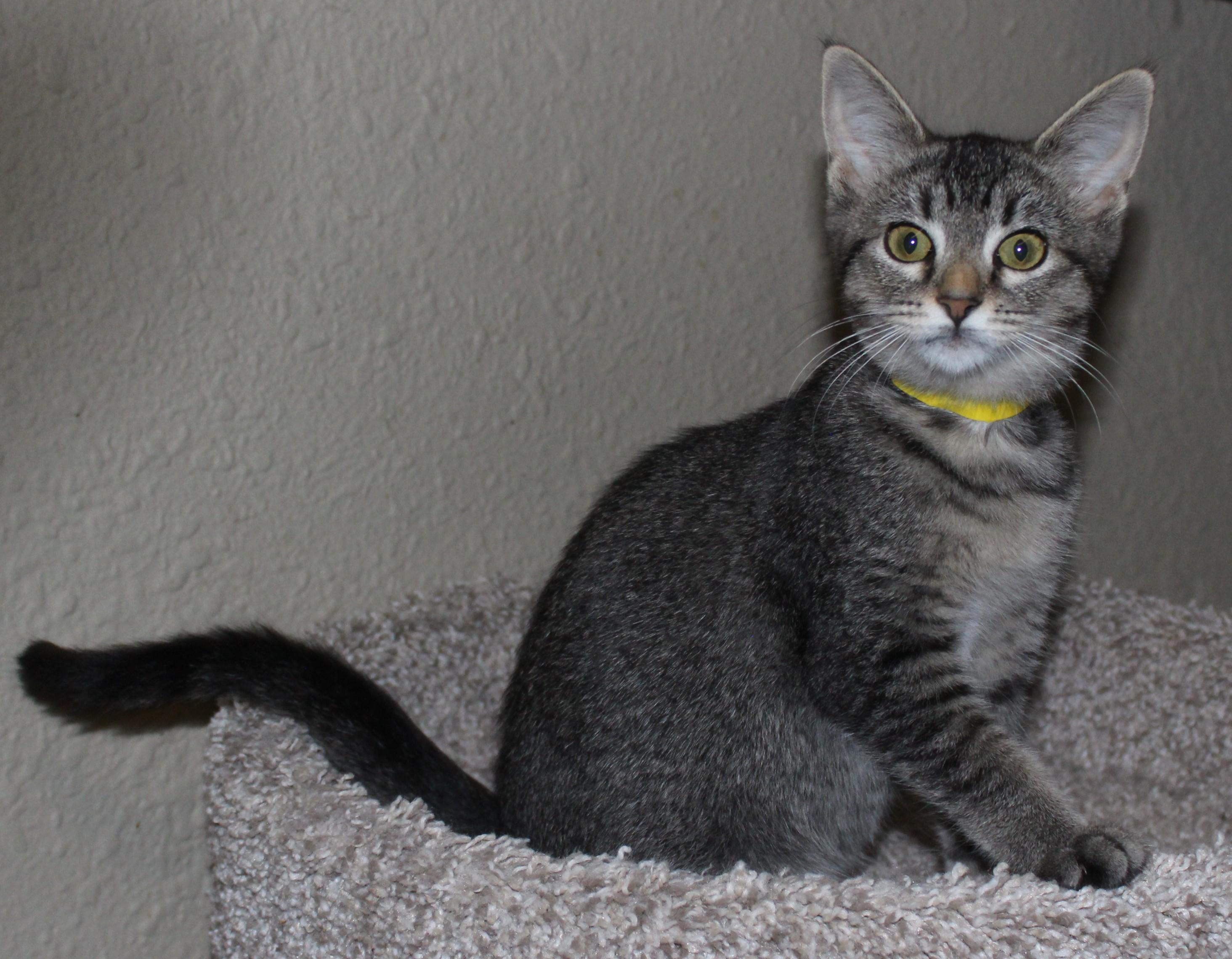 Pippi, Baby Female unknown