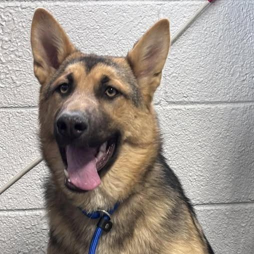 Gracie, Adoptable, Young Female German Shepherd Dog.