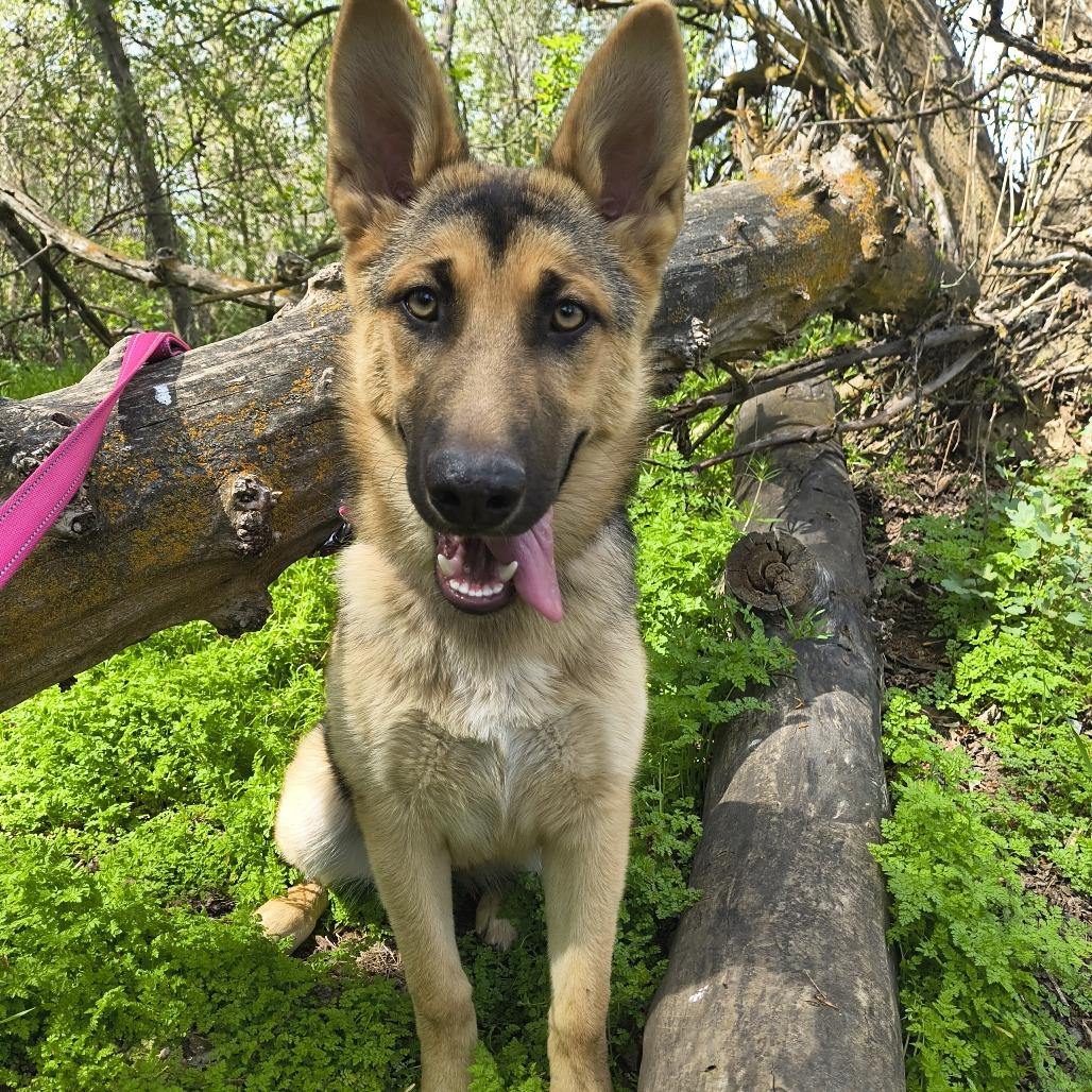 Enlarge Gracie, a Adoptable German Shepherd Dog in Othello, WA image 2/6