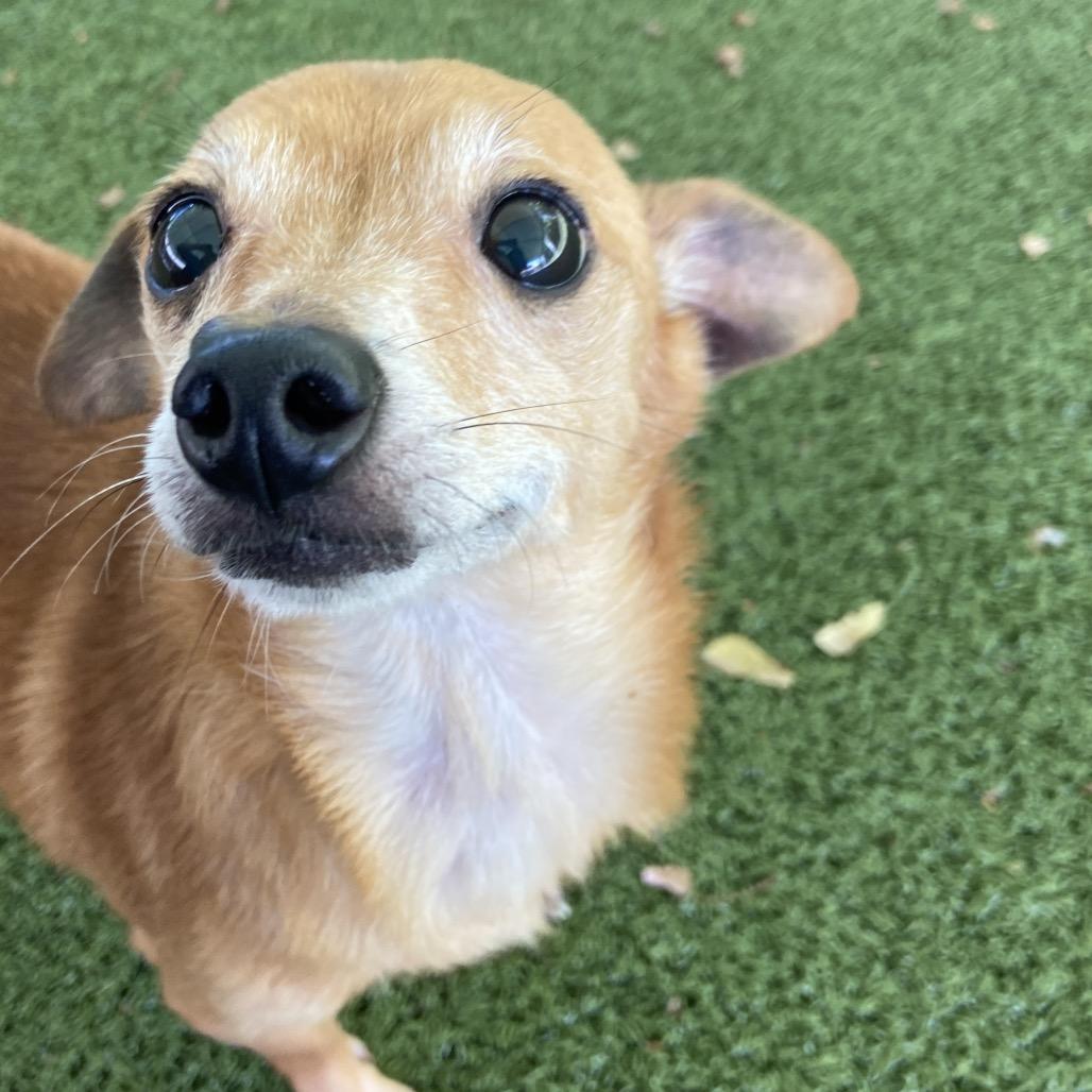 Stuart, Adoptable, Senior Male Chihuahua.