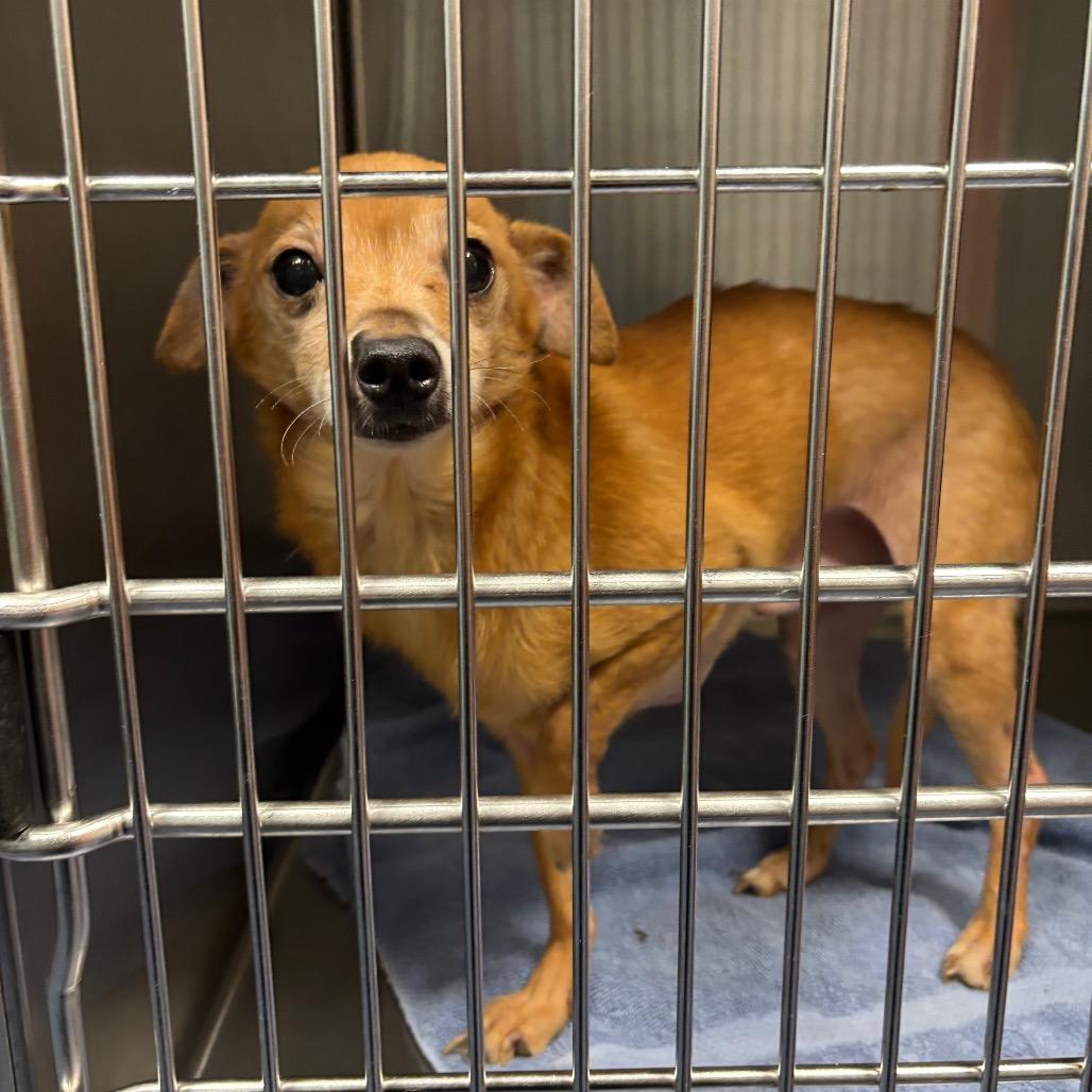 Enlarge Stuart, a Adoptable Chihuahua in Raleigh, NC image 2/5