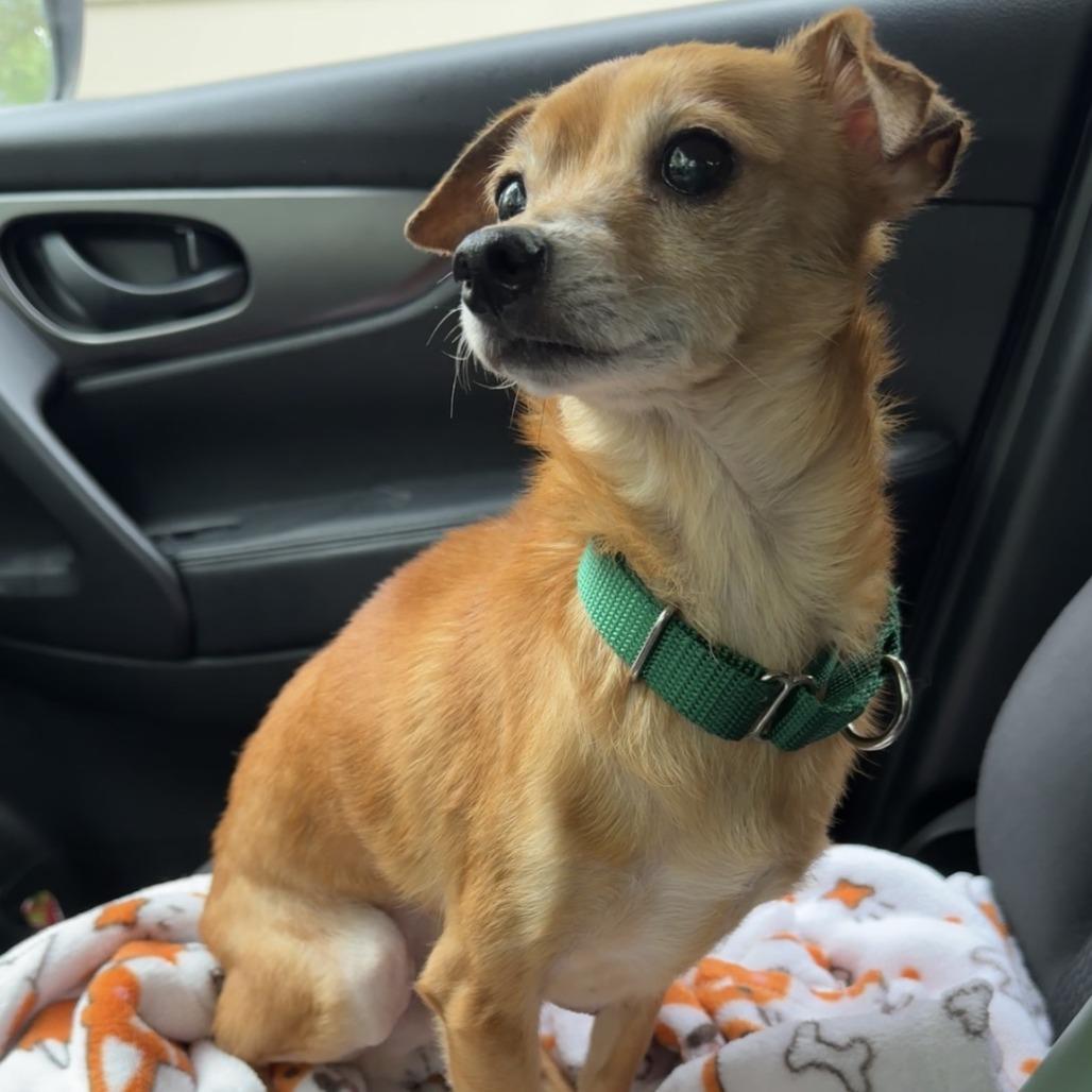 Enlarge Stuart, a Adoptable Chihuahua in Raleigh, NC image 3/5