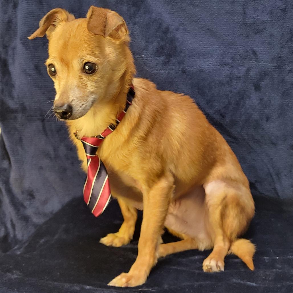 Enlarge Stuart, a Adoptable Chihuahua in Raleigh, NC image 4/5