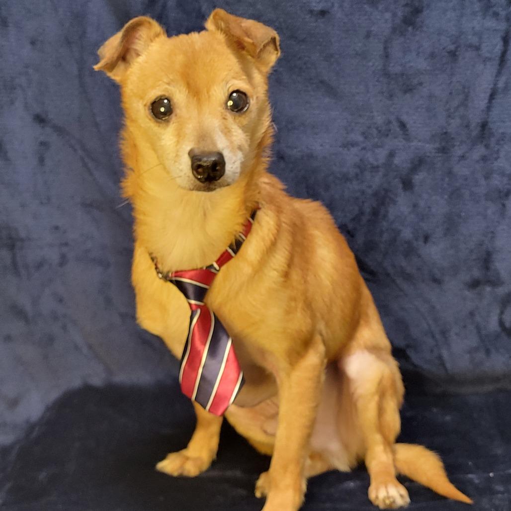 Enlarge Stuart, a Adoptable Chihuahua in Raleigh, NC image 5/5