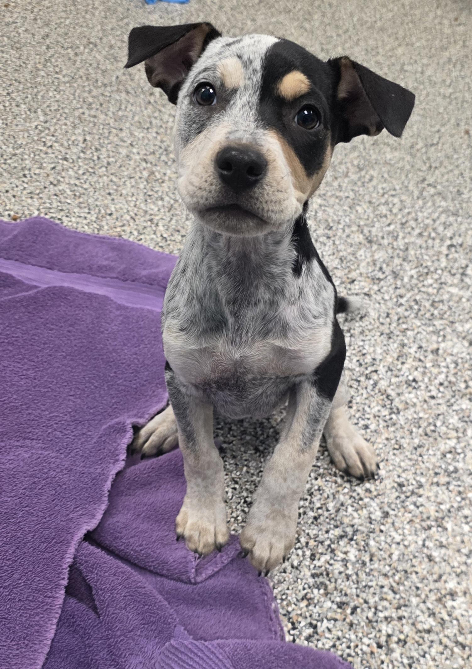 Indy, ADOPTABLE, Puppy Female Australian Cattle Dog / Blue Heeler.