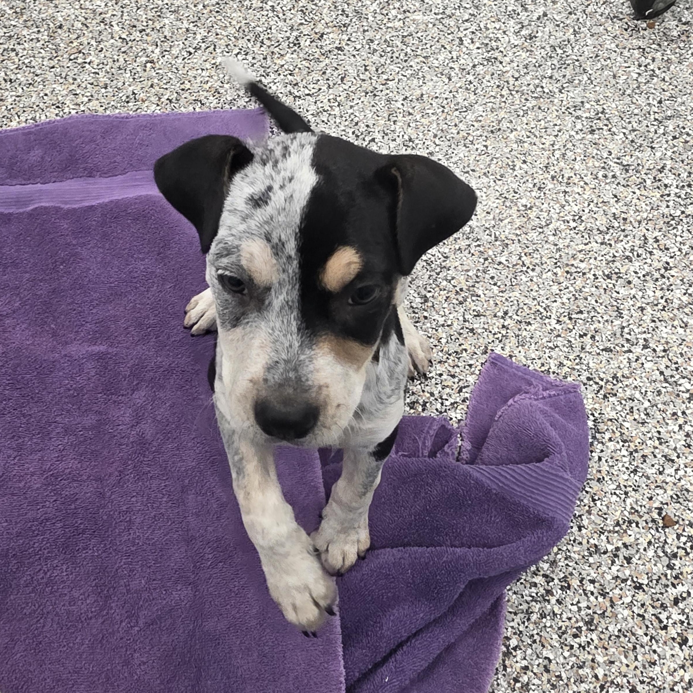 Indy, a ADOPTABLE Australian Cattle Dog / Blue Heeler in Conifer, CO image 2/2