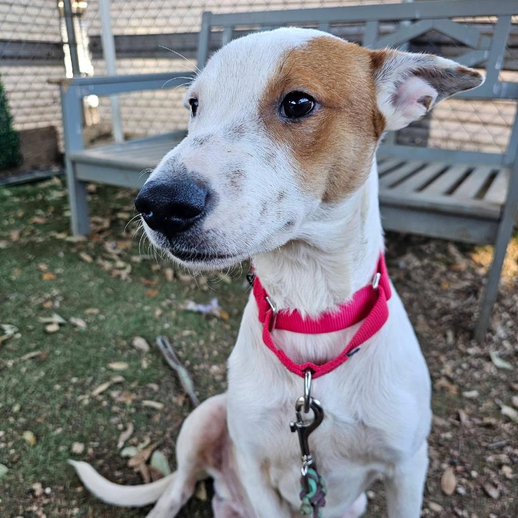 Applejack — thumbnail 2