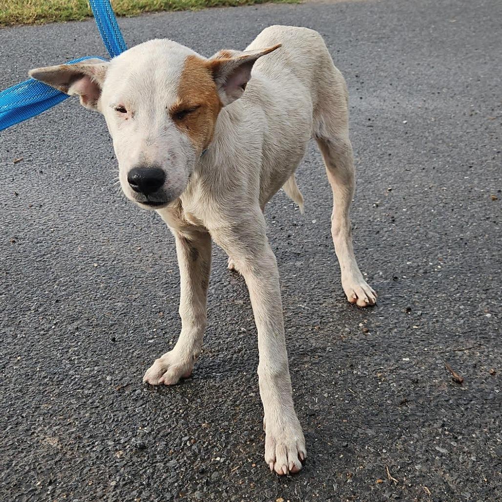 Applejack — thumbnail 3