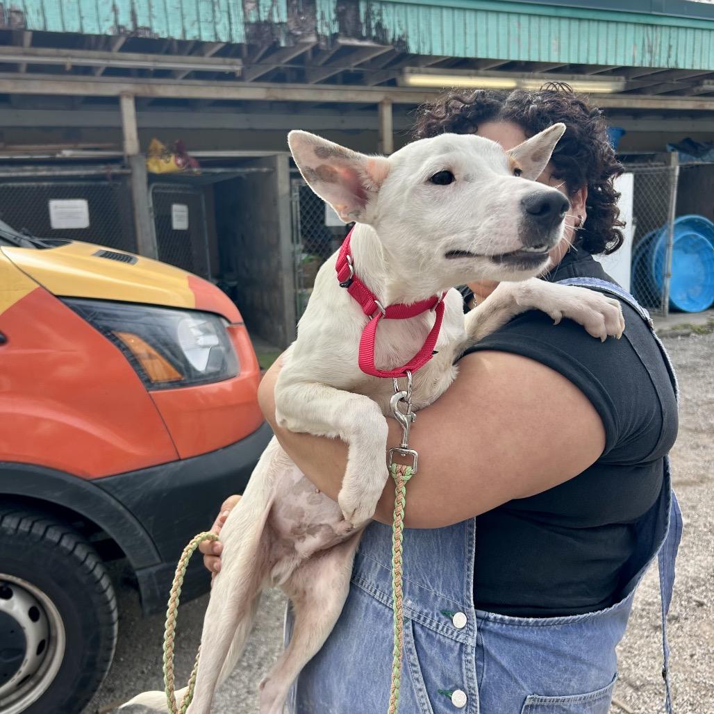 Applejack — thumbnail 4