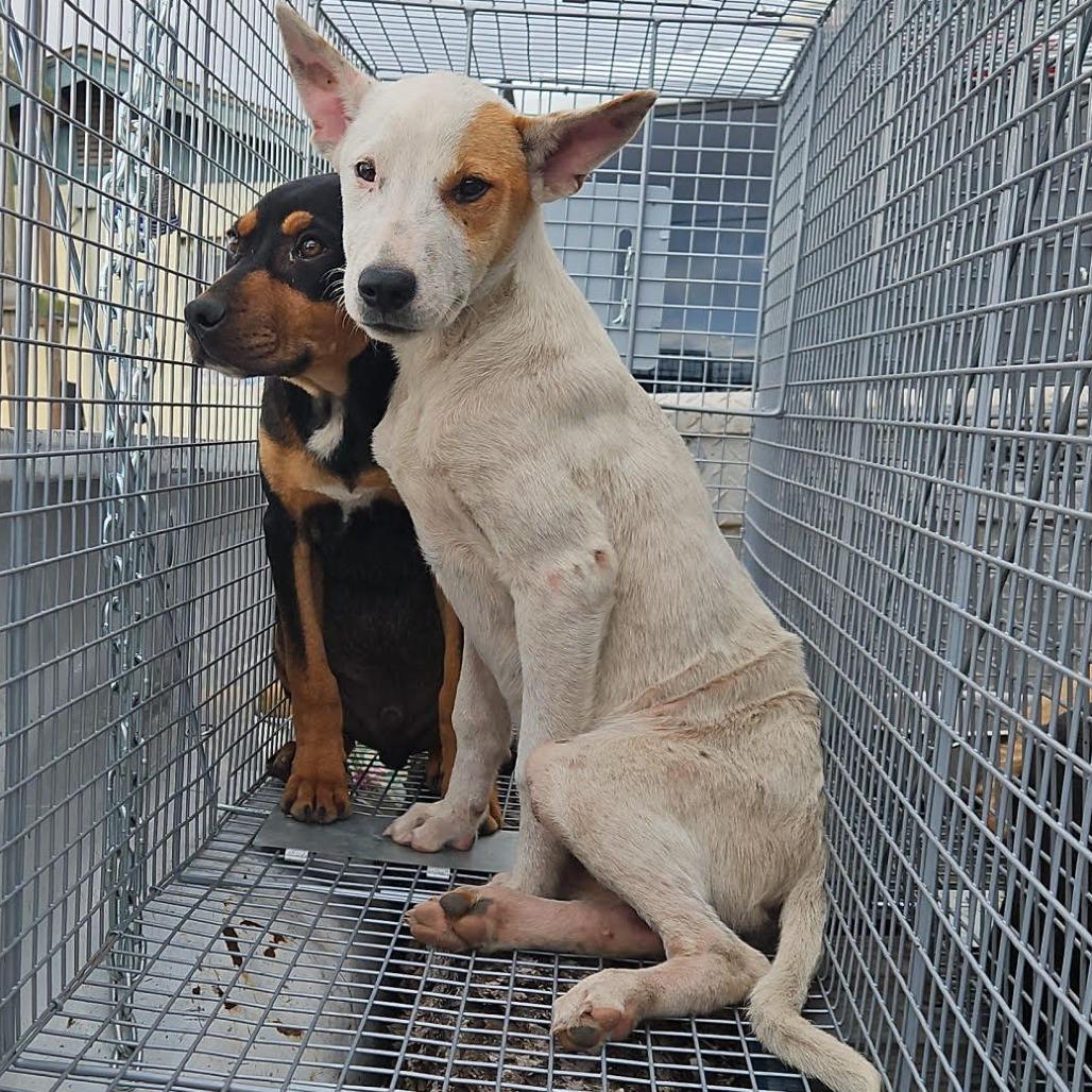 Applejack — thumbnail 5