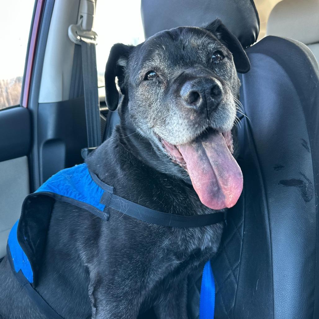 Enlarge Olive, a Adoptable Mixed Breed in Medford, OR image 1/4