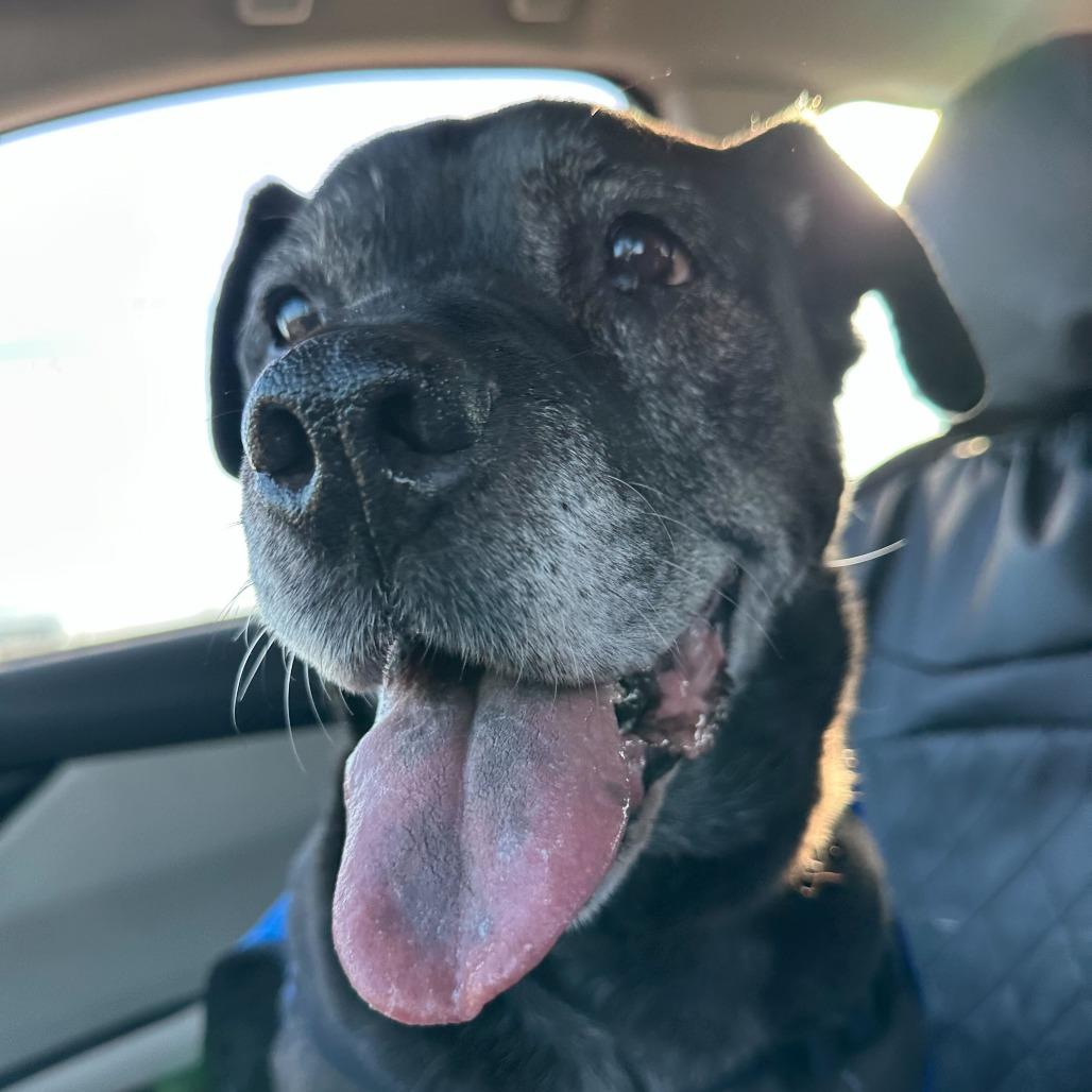 Enlarge Olive, a Adoptable Mixed Breed in Medford, OR image 2/4