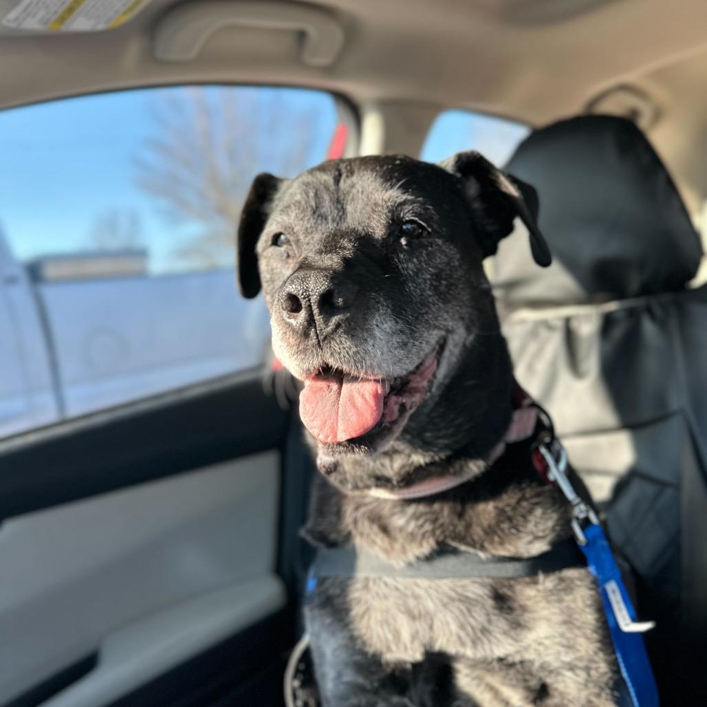 Enlarge Olive, a Adoptable Mixed Breed in Medford, OR image 3/4