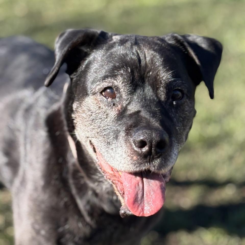 Enlarge Olive, a Adoptable Mixed Breed in Medford, OR image 4/4