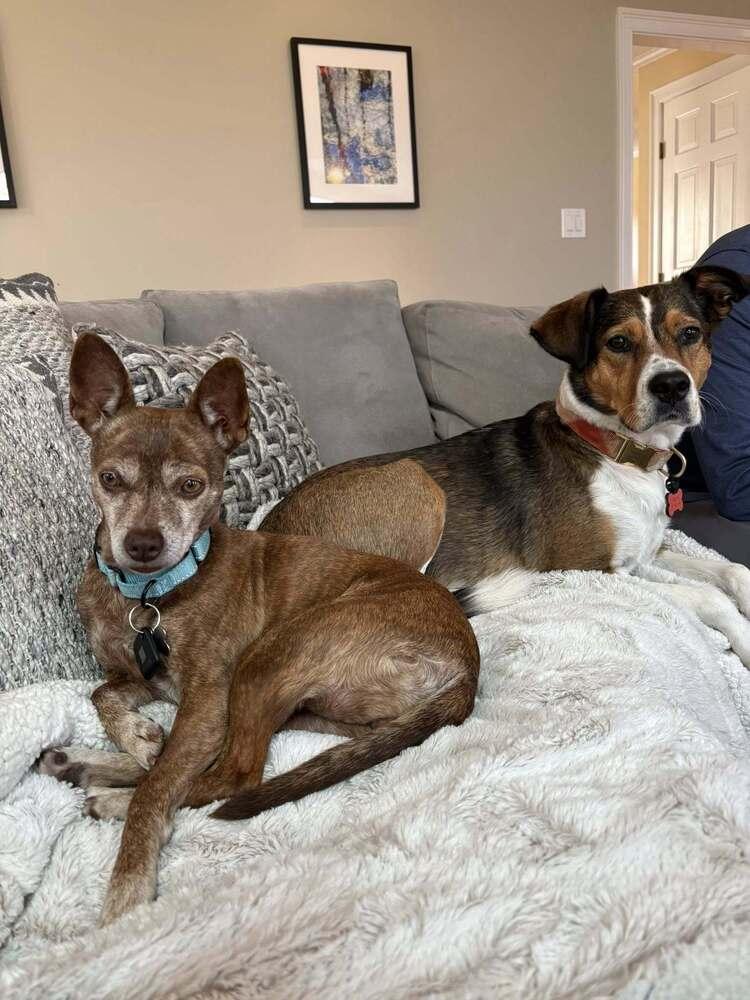 Grandma Rose, Adoptable, Adult Female Chihuahua & Corgi.