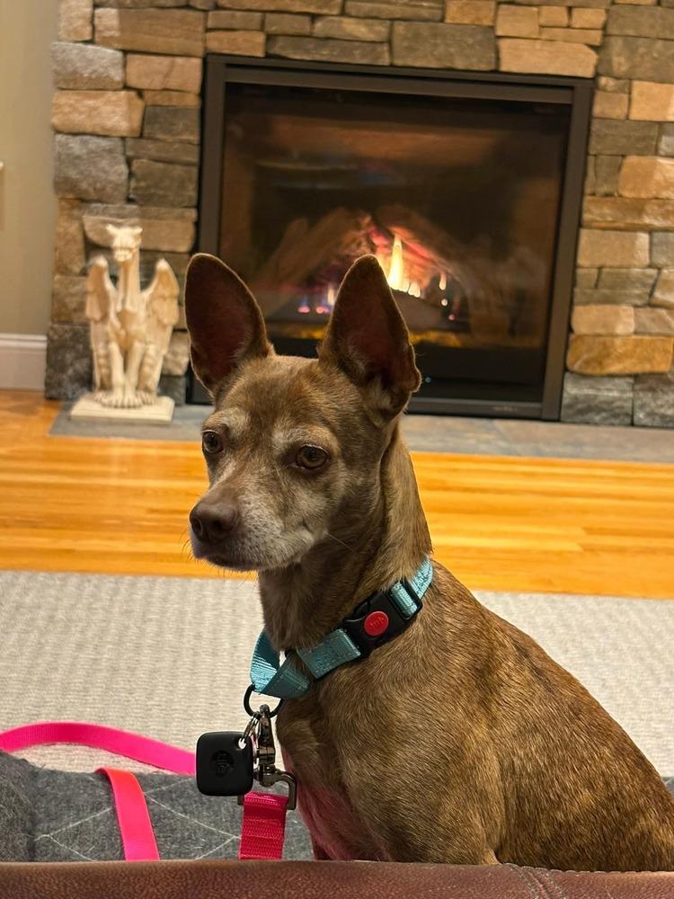 Enlarge Grandma Rose, a Adoptable mixed breed in Saugus, MA image 2/6