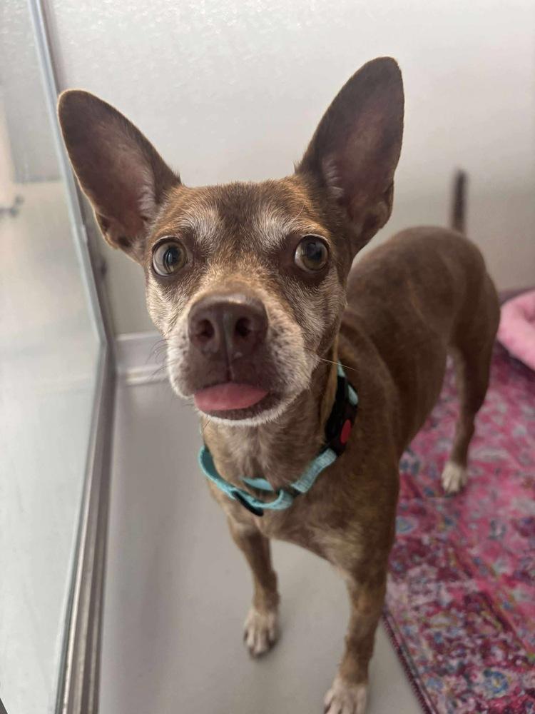 Enlarge Grandma Rose, a Adoptable mixed breed in Saugus, MA image 3/6