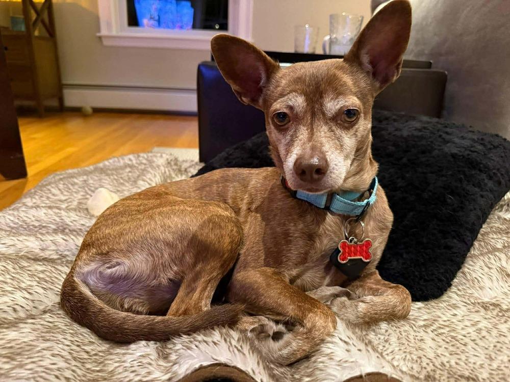 Enlarge Grandma Rose, a Adoptable mixed breed in Saugus, MA image 4/6