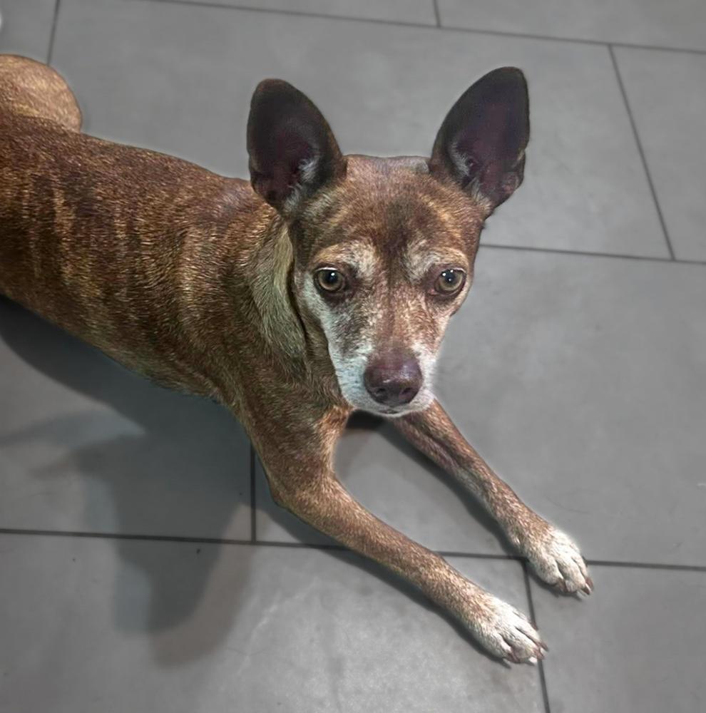 Enlarge Grandma Rose, a Adoptable mixed breed in Saugus, MA image 5/6