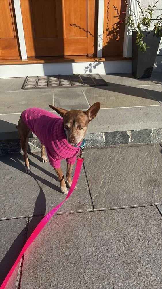 Enlarge Grandma Rose, a Adoptable mixed breed in Saugus, MA image 6/6