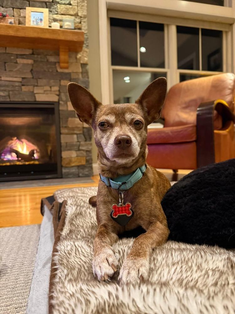 Enlarge Grandma Rose, a Adoptable mixed breed in Saugus, MA image 5/6