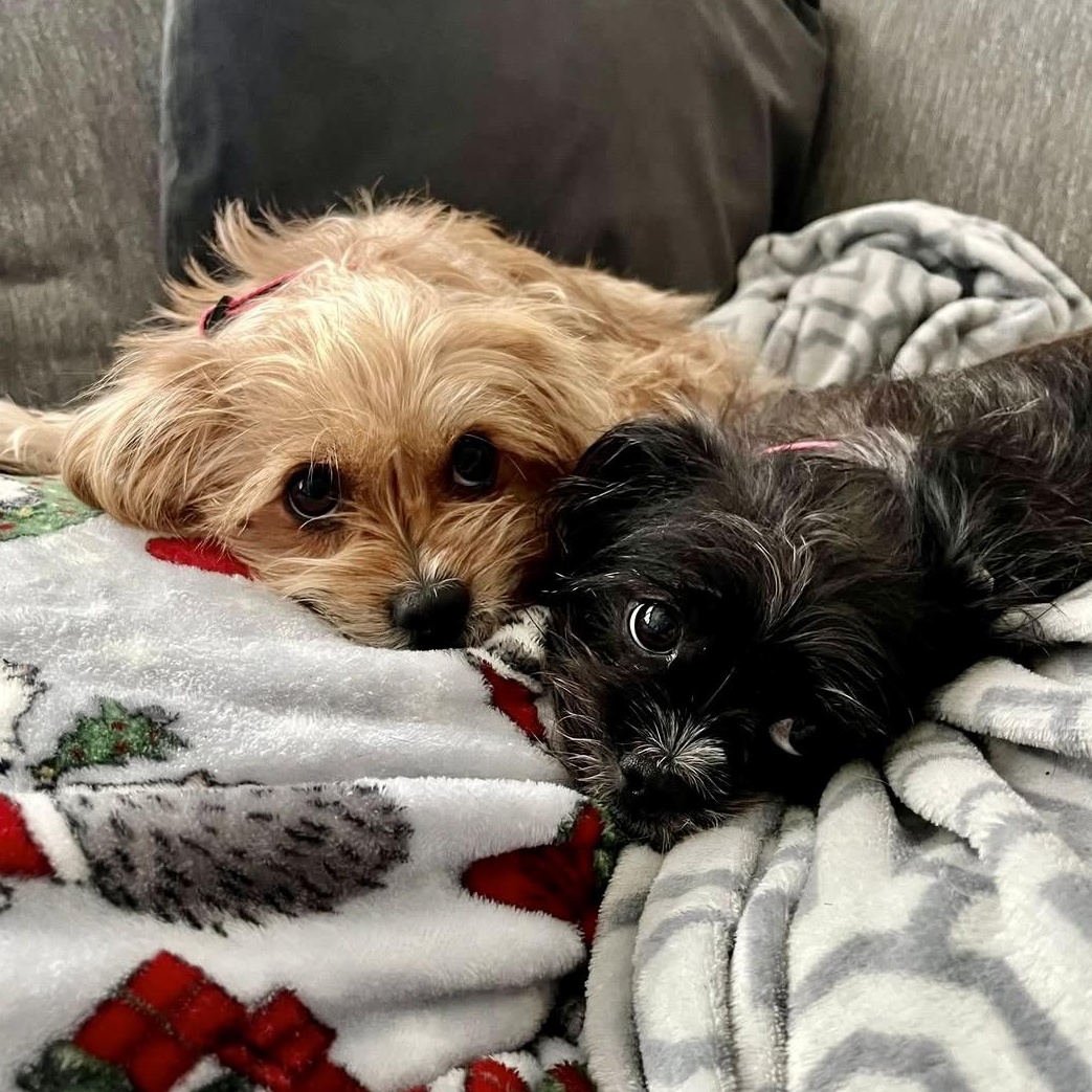 Enlarge Fifi & Prixie Turner, a Adoptable mixed breed in Plano, TX image 1/6