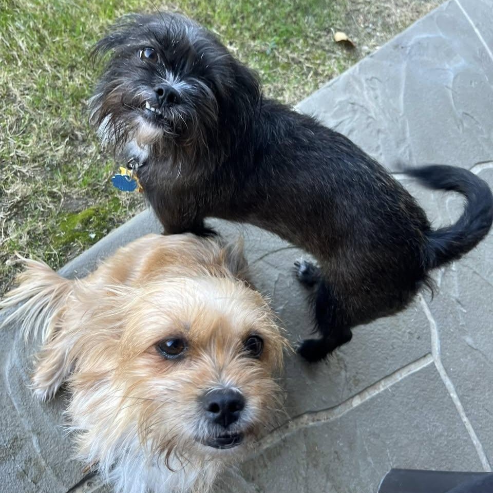 Enlarge Fifi & Prixie Turner, a Adoptable mixed breed in Plano, TX image 1/4