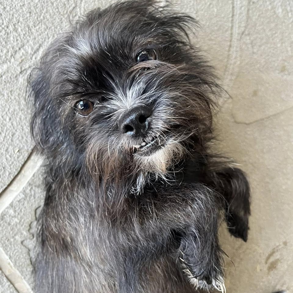 Enlarge Fifi & Prixie Turner, a Adoptable mixed breed in Plano, TX image 2/4