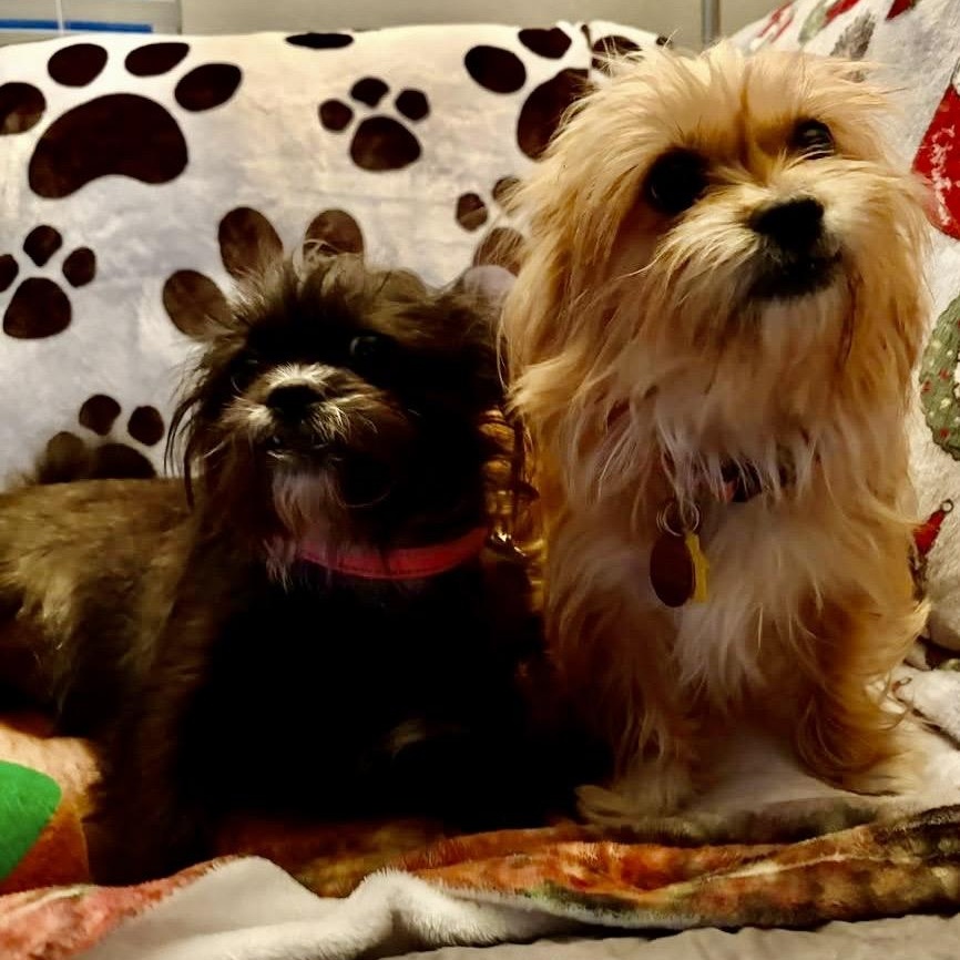 Enlarge Fifi & Prixie Turner, a Adoptable mixed breed in Plano, TX image 3/6