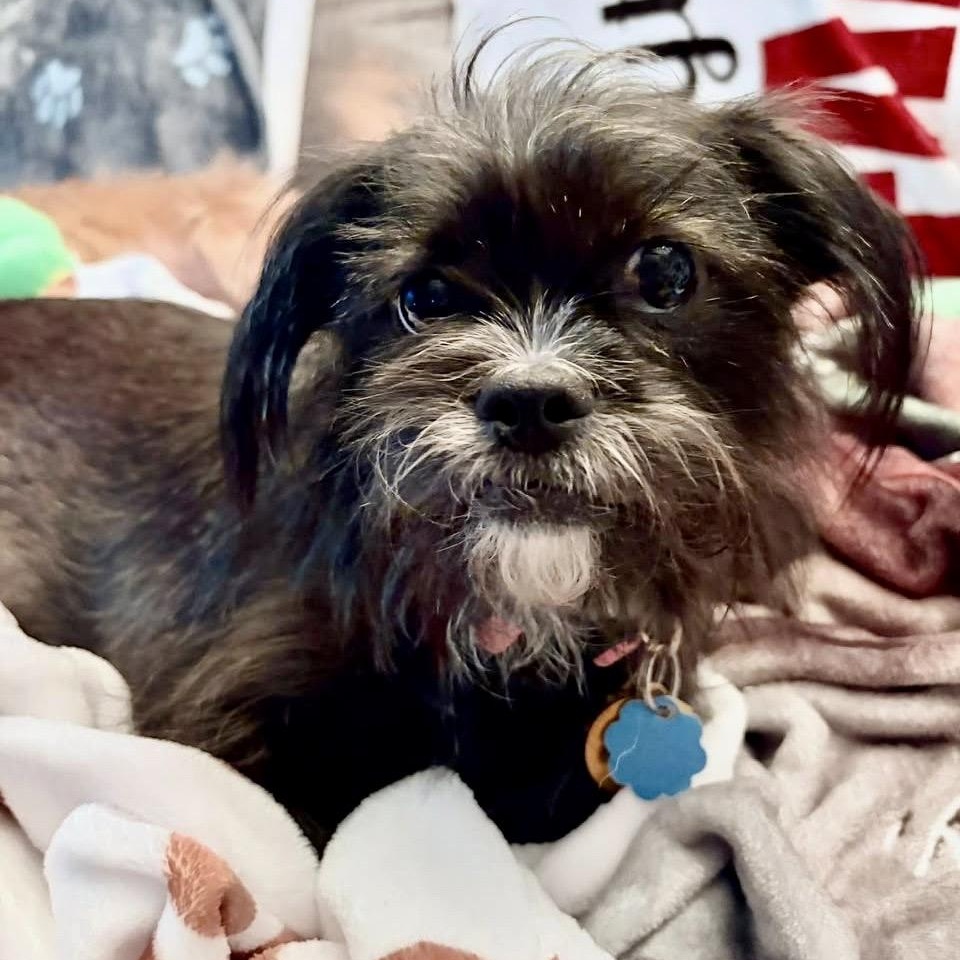 Enlarge Fifi & Prixie Turner, a Adoptable mixed breed in Plano, TX image 6/6