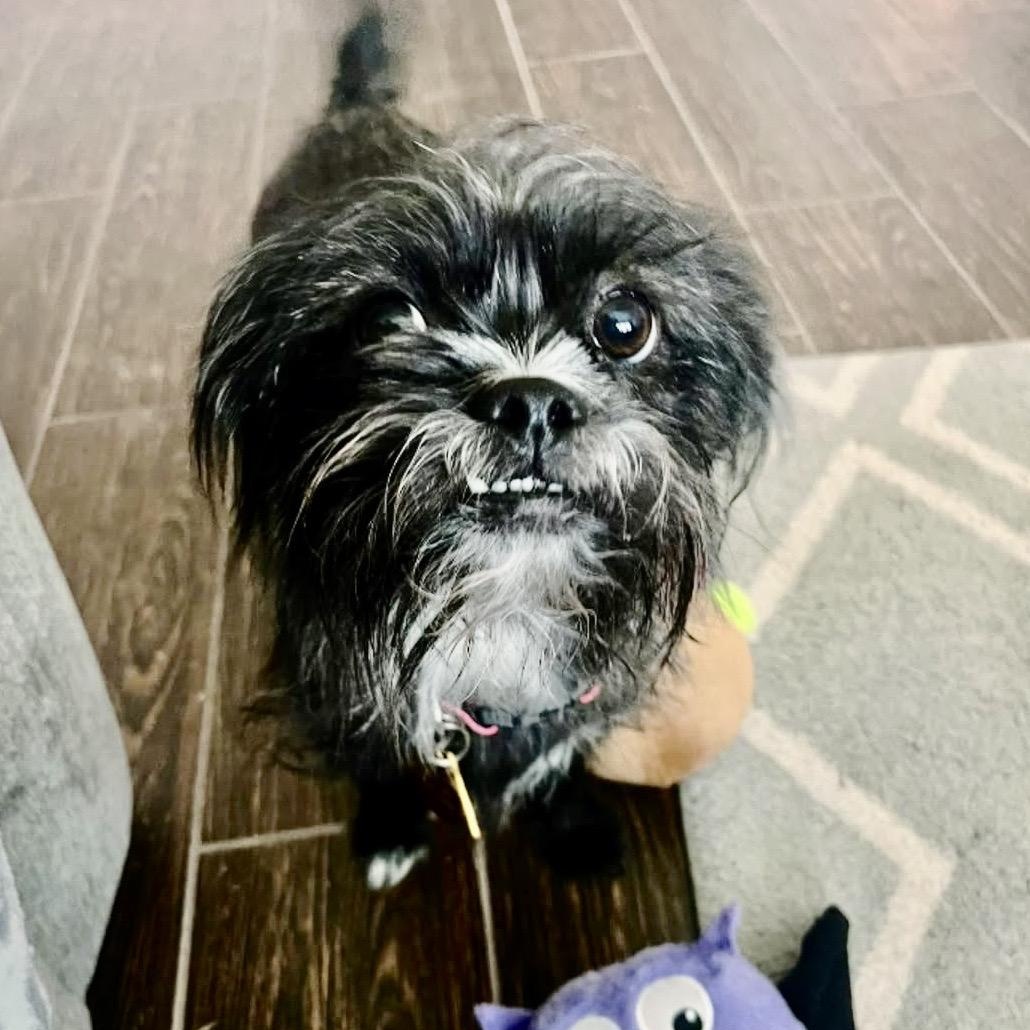 Enlarge Fifi & Prixie Turner, a Adoptable mixed breed in Plano, TX image 3/4