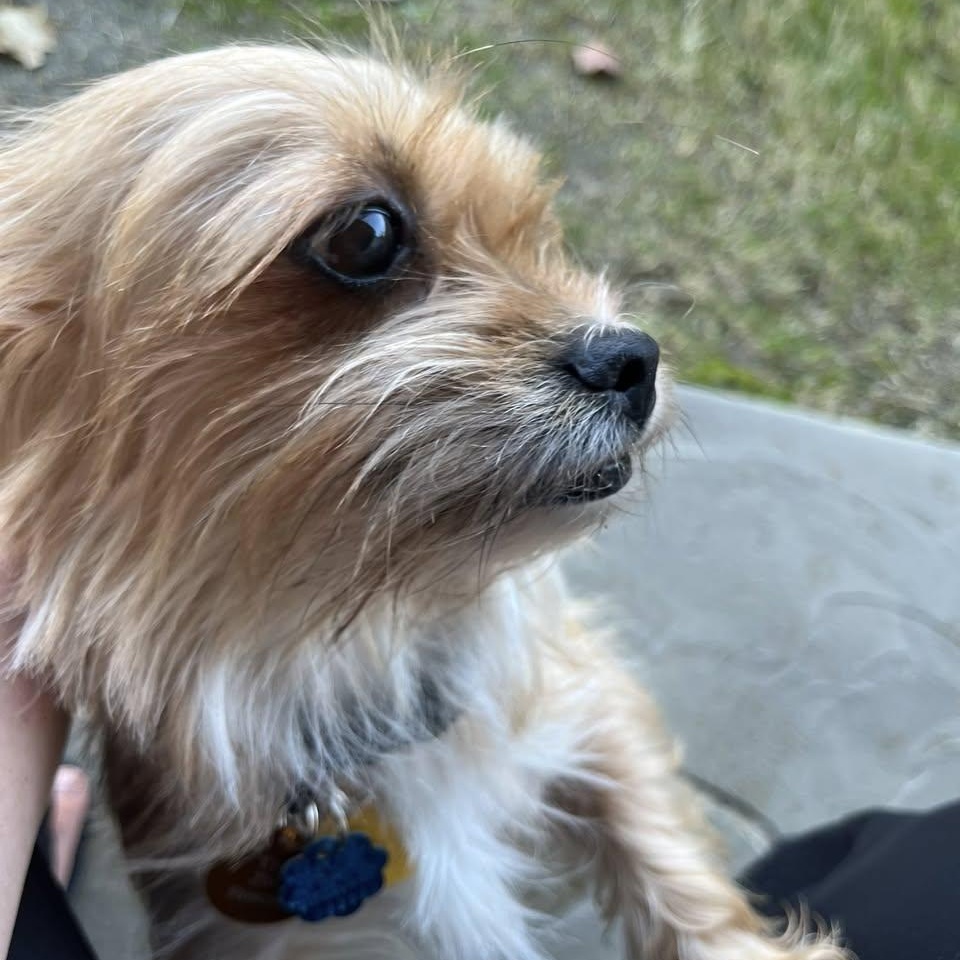 Enlarge Fifi & Prixie Turner, a Adoptable mixed breed in Plano, TX image 4/4