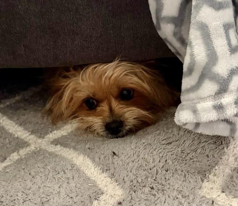 Enlarge Fifi & Prixie Turner, a Adoptable mixed breed in Plano, TX image 5/6