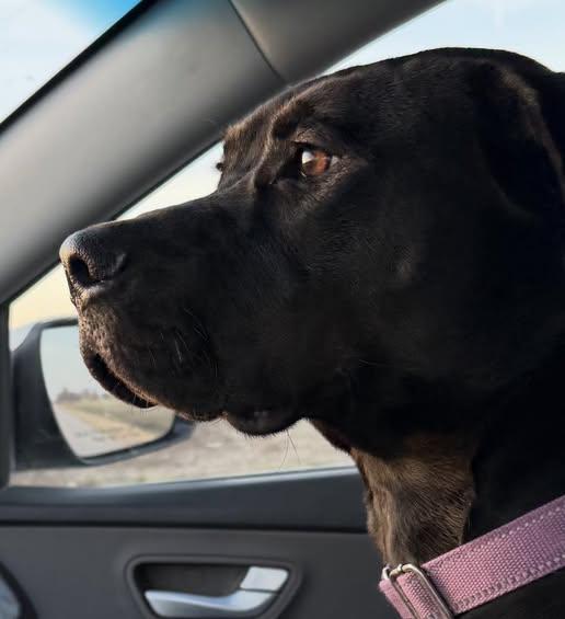 Enlarge King Magnum, a ADOPTABLE mixed breed in Plainfield, IL image 2/6