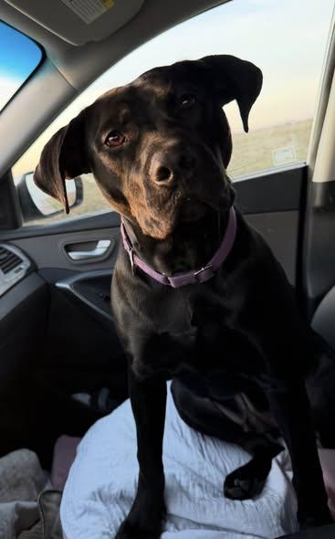 Enlarge King Magnum, a ADOPTABLE mixed breed in Plainfield, IL image 3/6