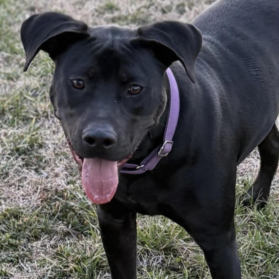 Enlarge King Magnum, a ADOPTABLE mixed breed in Plainfield, IL image 1/6