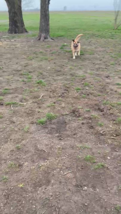 Enlarge King Magnum, a ADOPTABLE mixed breed in Plainfield, IL video 4/6