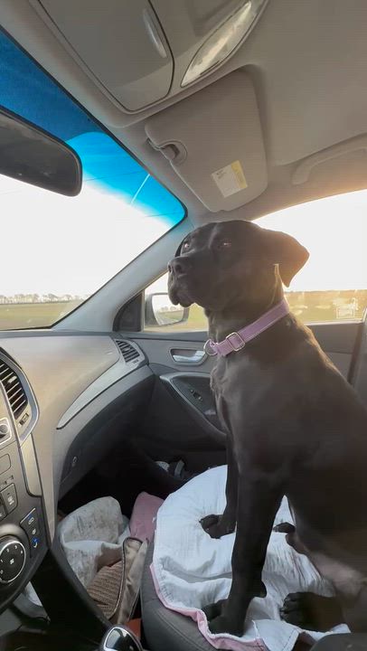 Enlarge King Magnum, a ADOPTABLE mixed breed in Plainfield, IL video 5/6