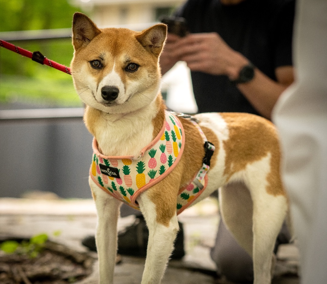 Layla, Adoptable, Young Female Shiba Inu.