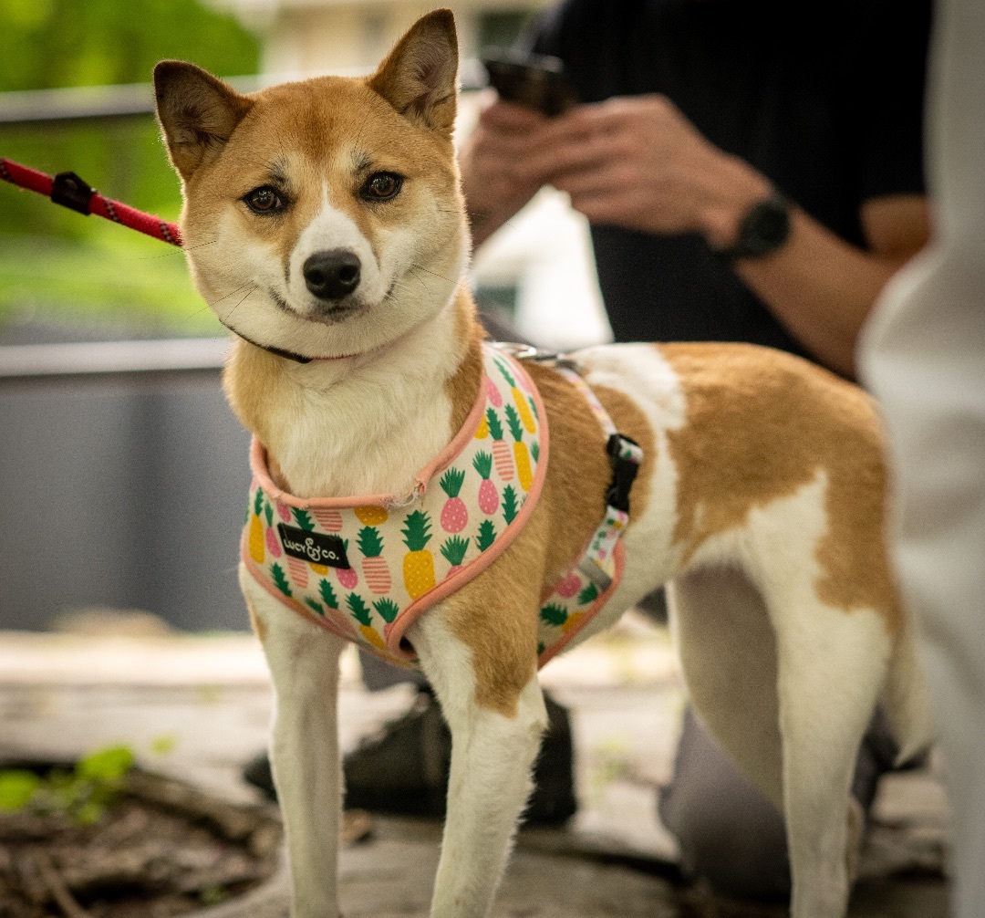 Layla, a Adoptable Shiba Inu in Bedford, NY image 2/11