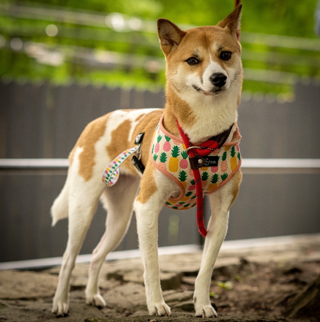 Layla, a Adoptable Shiba Inu in Bedford, NY image 3/11
