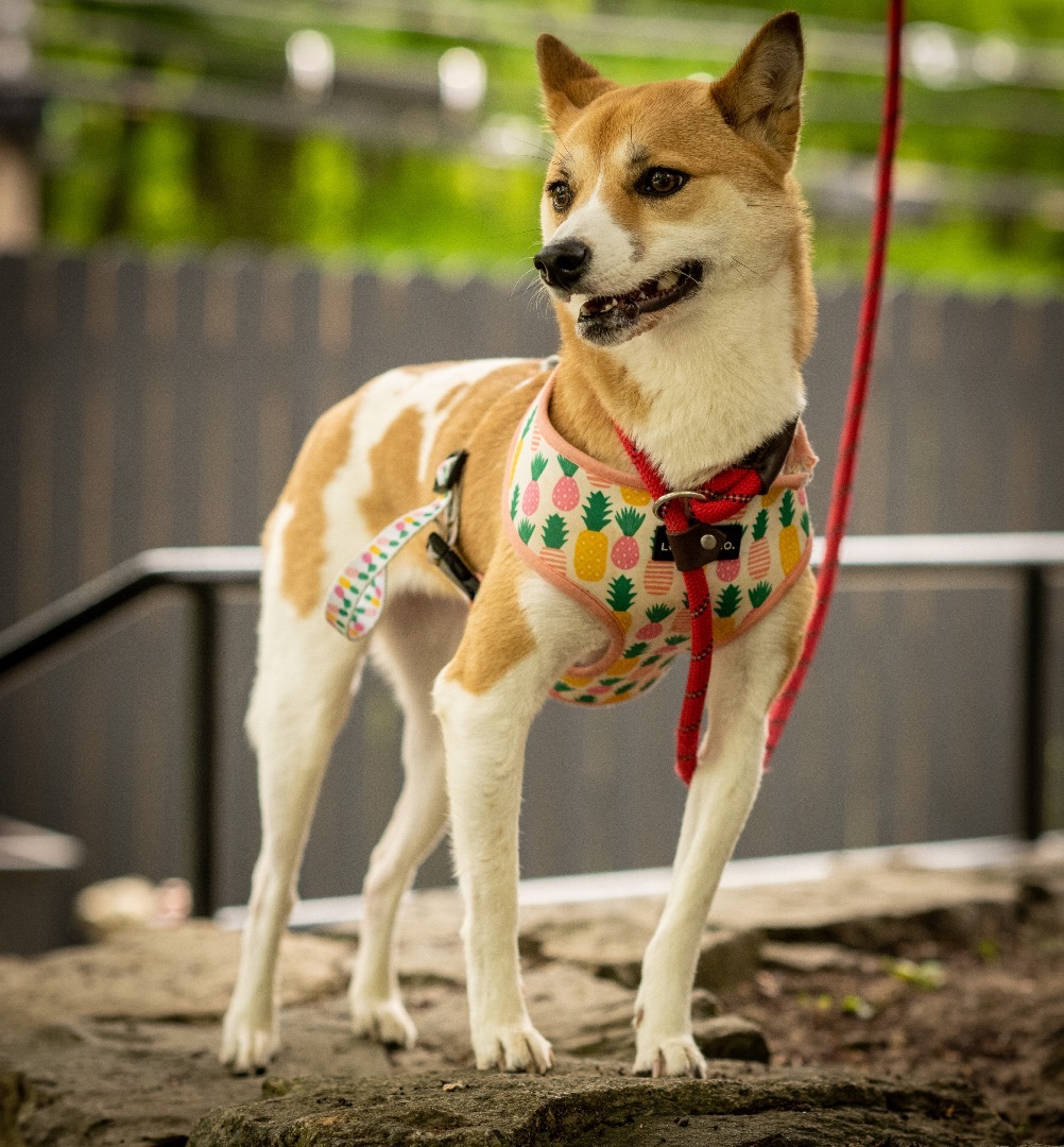 Layla, a Adoptable Shiba Inu in Bedford, NY image 4/11