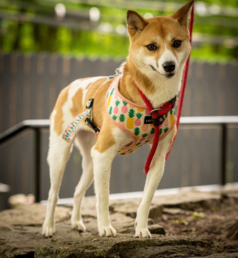Layla, a Adoptable Shiba Inu in Bedford, NY image 5/11
