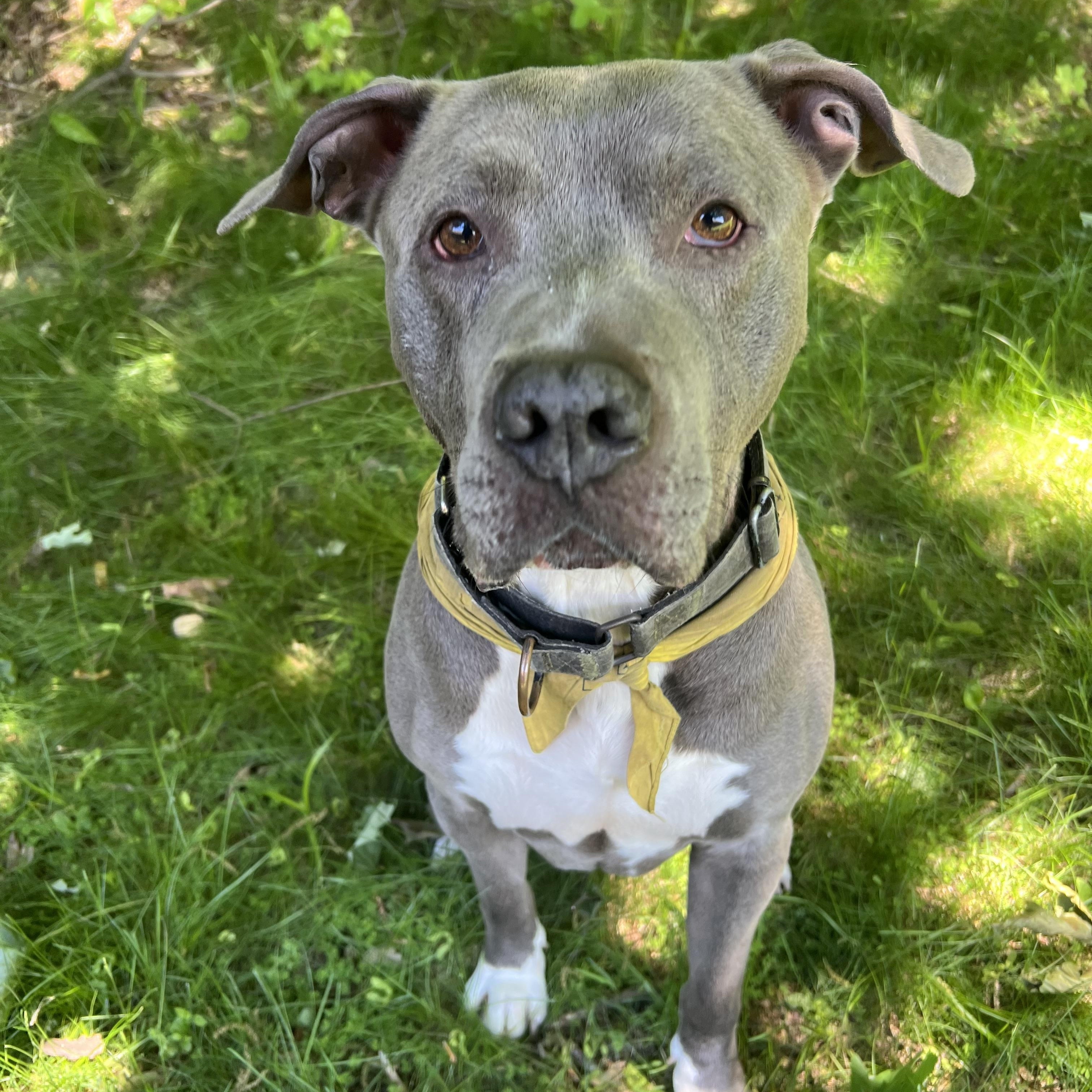Max, Adoptable, Young Male American Staffordshire Terrier & Pit Bull Terrier.