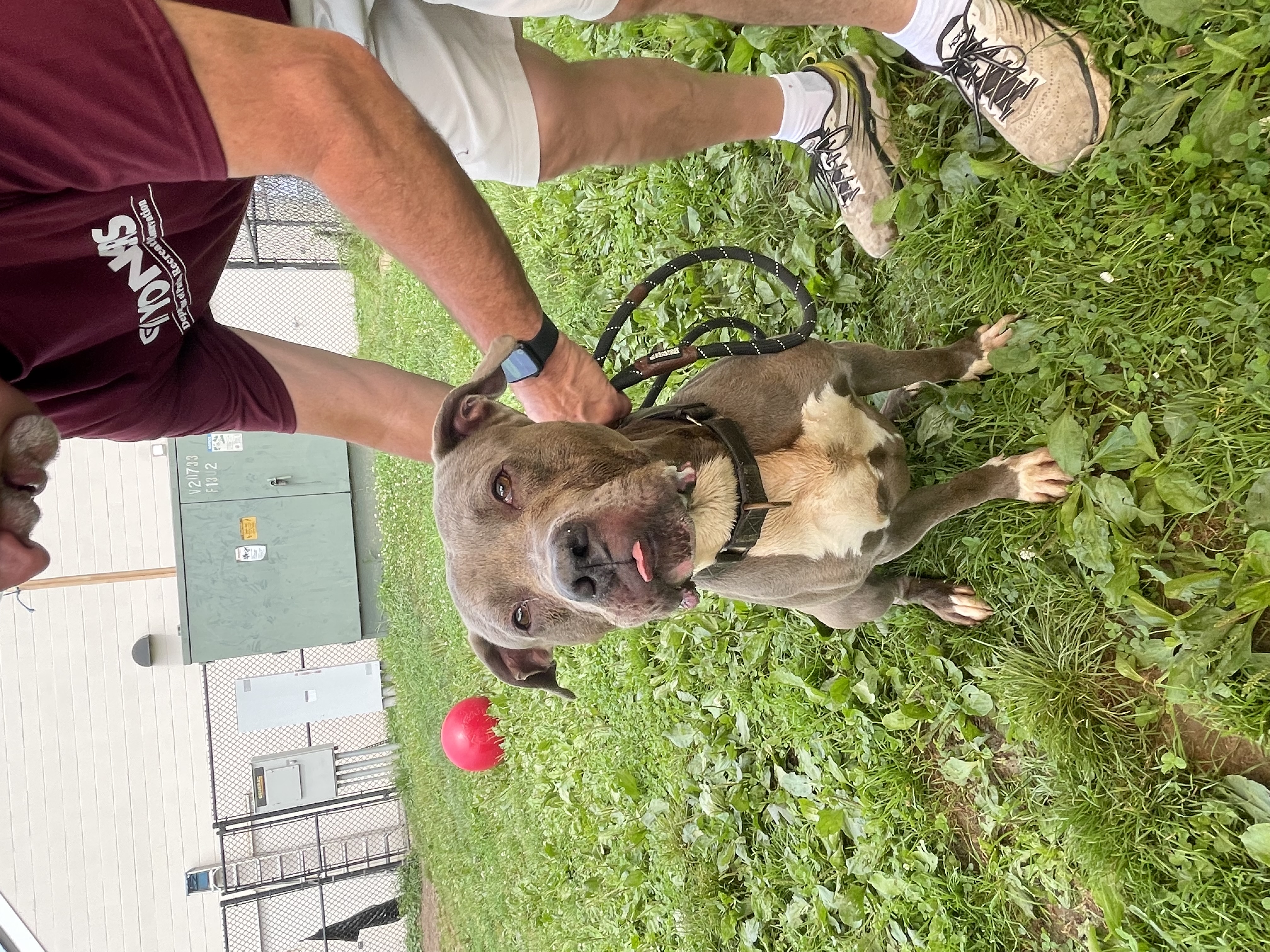 Max, a Adoptable mixed breed in Yonkers, NY image 4/5