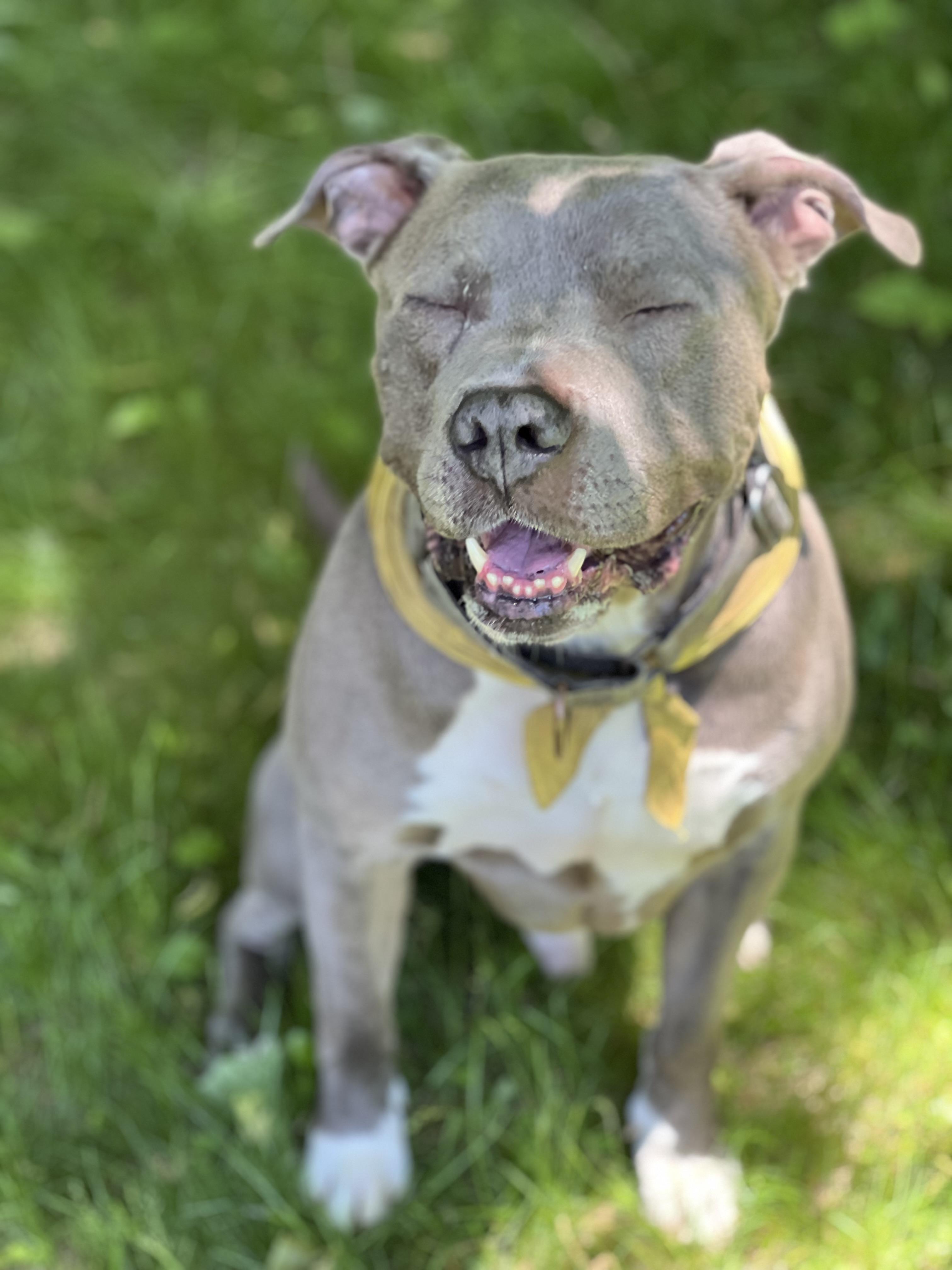 Max, a Adoptable mixed breed in Yonkers, NY image 5/5