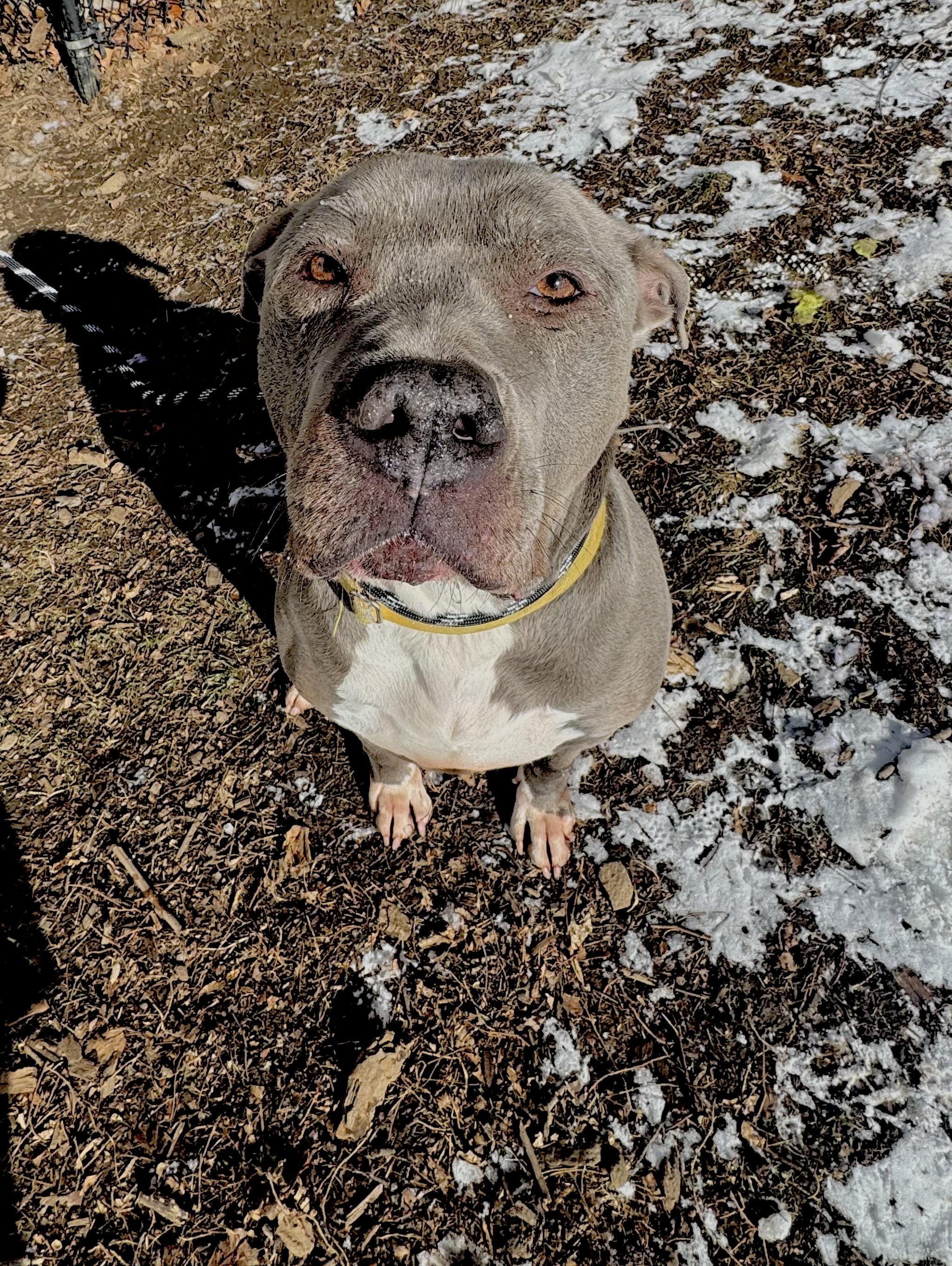 Enlarge Max, a Adoptable mixed breed in Yonkers, NY image 6/6